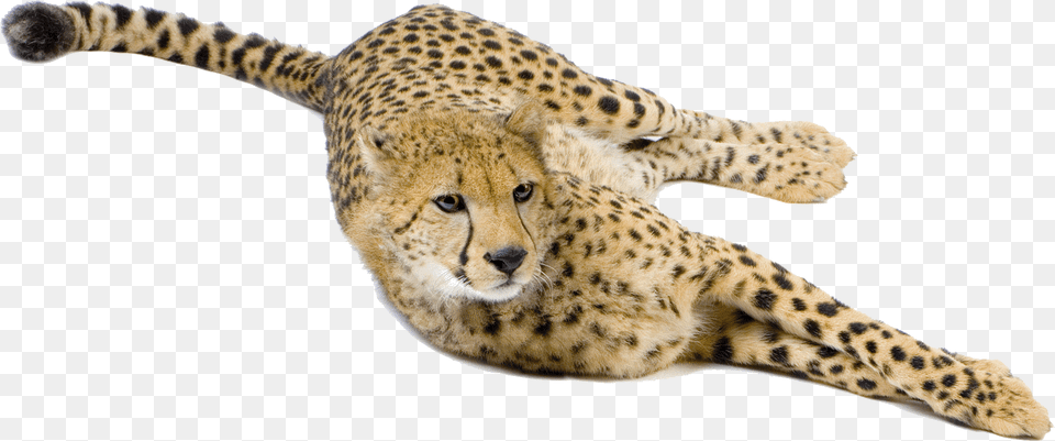 Cheetah Big Cat Terrestrial Animal Snout Cheetah Cheetah, Mammal, Wildlife Free Png Download