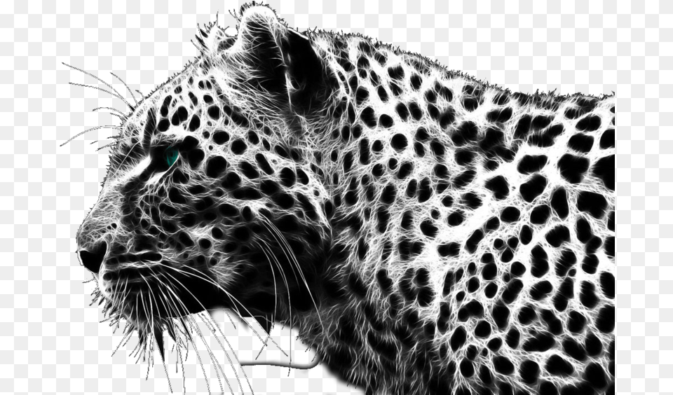 Cheetah Black Cheetah, Animal, Mammal, Panther, Wildlife Free Png Download