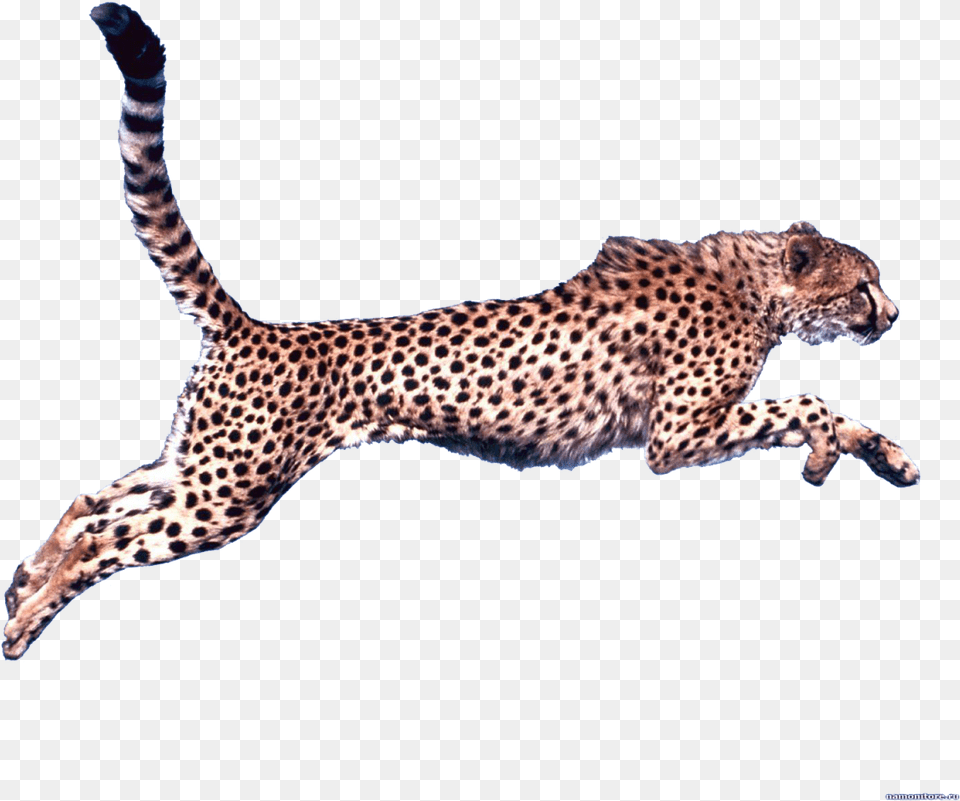 Cheetah Clip Art Cheetah Running Background, Animal, Mammal, Wildlife Png