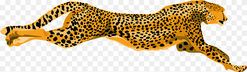 Cheetah Clipart, Animal, Mammal, Wildlife, Panther Png