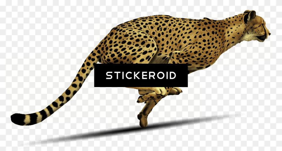 Cheetah Clipart, Animal, Mammal, Wildlife Free Png