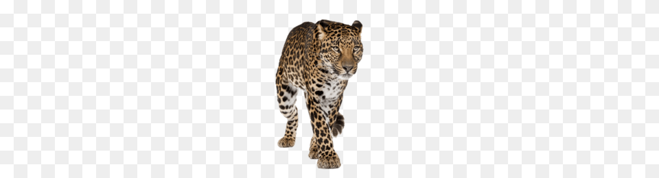 Cheetah Clipart, Animal, Mammal, Panther, Wildlife Free Png