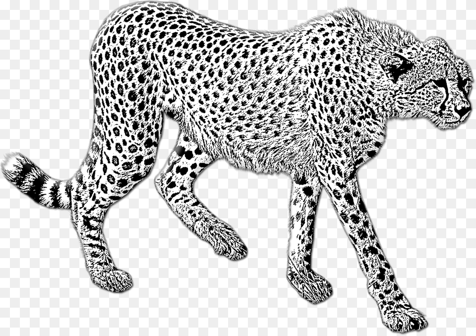 Cheetah Clipart, Animal, Mammal, Wildlife, Panther Free Png Download