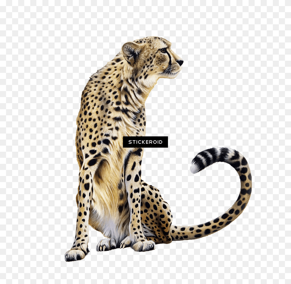 Cheetah Clipart Background Cheetah Clip Art, Animal, Mammal, Wildlife, Panther Free Transparent Png