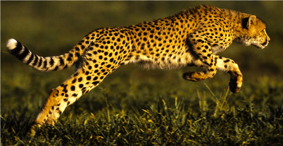 Cheetah Cougarmountain Lion Jaguar Jaguar Animal, Mammal, Wildlife Free Transparent Png