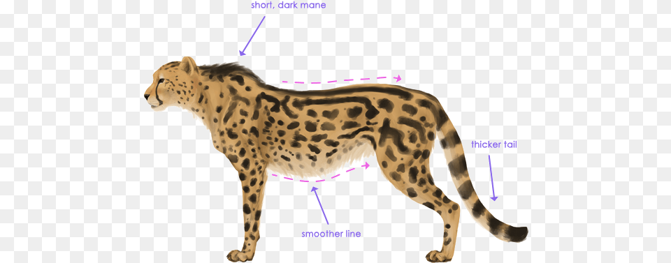 Cheetah Arts Cheetah With Lines, Animal, Mammal, Wildlife Free Png Download