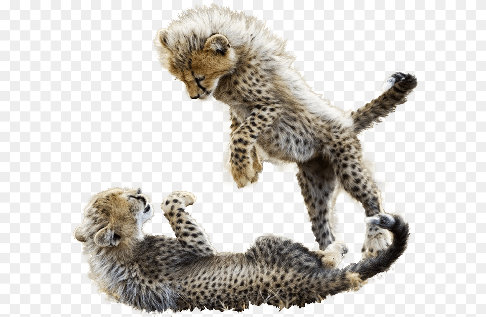 Cheetah Download Cheetah Babies Playing, Animal, Mammal, Wildlife Free Transparent Png