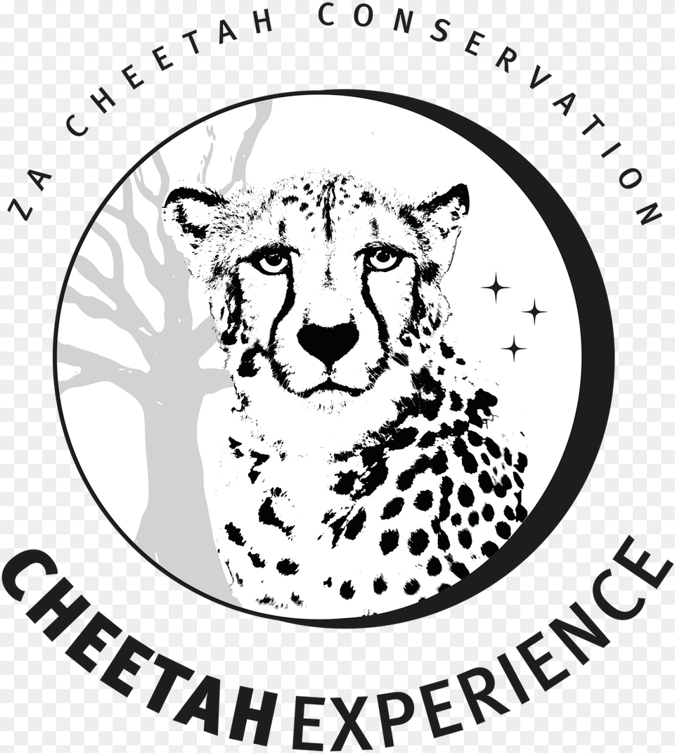 Cheetah Experience South Africa Visit Volunteer L Holidays Sulawesi Barat, Animal, Mammal, Wildlife Free Png Download