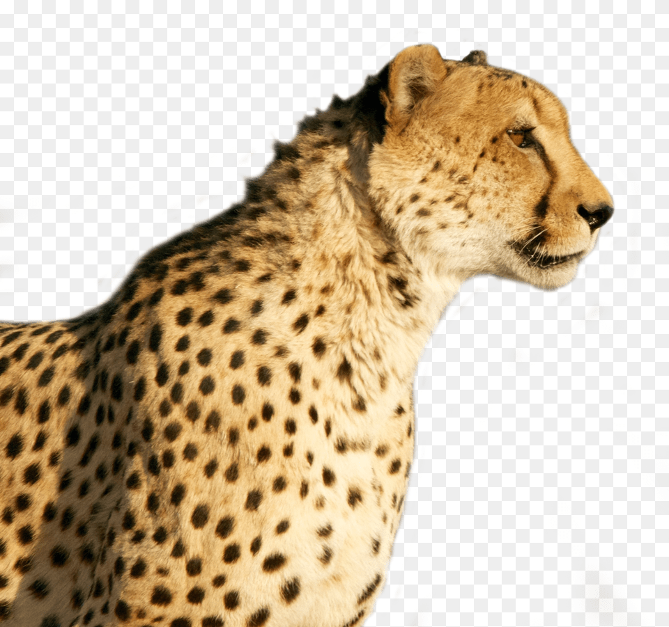 Cheetah Face Transparent Transparent Cheetah, Animal, Mammal, Wildlife Free Png
