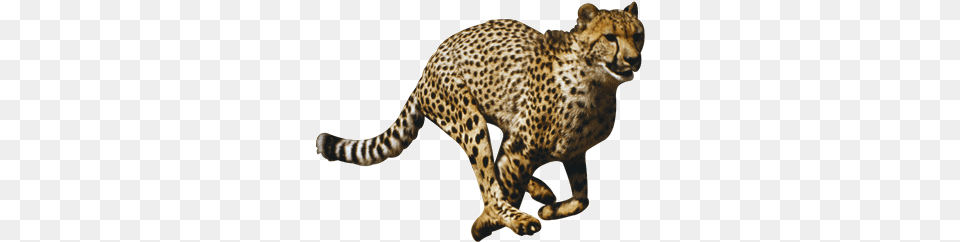 Cheetah File Cheetah, Animal, Mammal, Wildlife Png Image