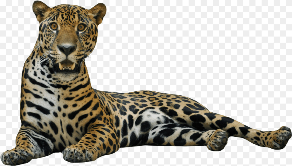 Cheetah File Jaguar, Animal, Mammal, Panther, Wildlife Png