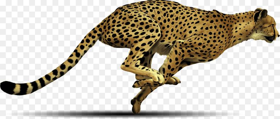 Cheetah Cheetah, Animal, Mammal, Wildlife Free Png