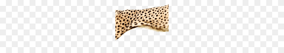 Cheetah Hd, Animal, Mammal, Wildlife Png Image