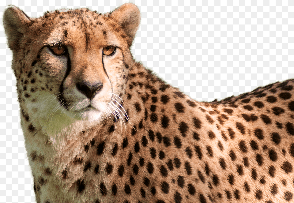 Cheetah Head Transparent Background, Animal, Mammal, Wildlife Png Image