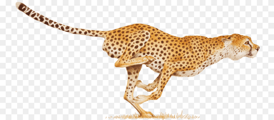 Cheetah Hitting Your Stride Your Work Your Way, Animal, Mammal, Wildlife Free Png Download