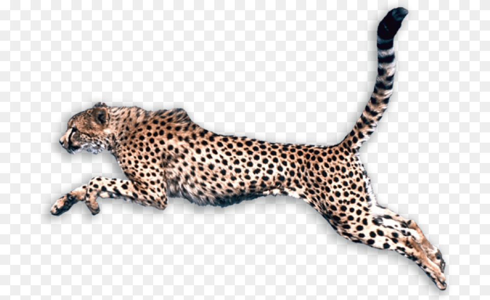 Cheetah Hunting Chettah, Animal, Mammal, Wildlife Free Png