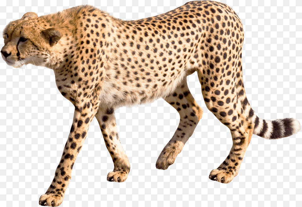 Cheetah Image, Animal, Mammal, Wildlife Free Png Download