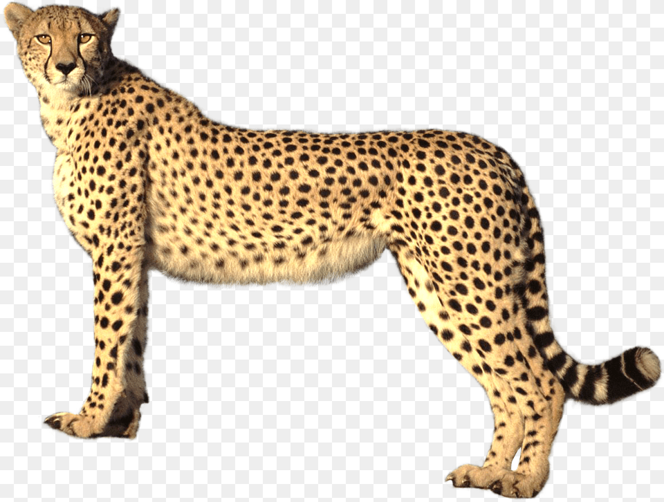 Cheetah Image Cheetah Transparent Background, Animal, Mammal, Wildlife Free Png Download