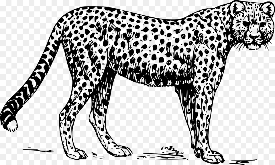Cheetah Images Black And White, Gray Free Png Download