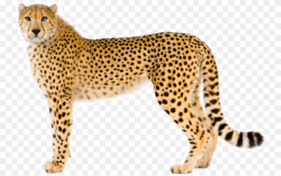 Cheetah Images Cheetah, Animal, Mammal, Wildlife Png Image