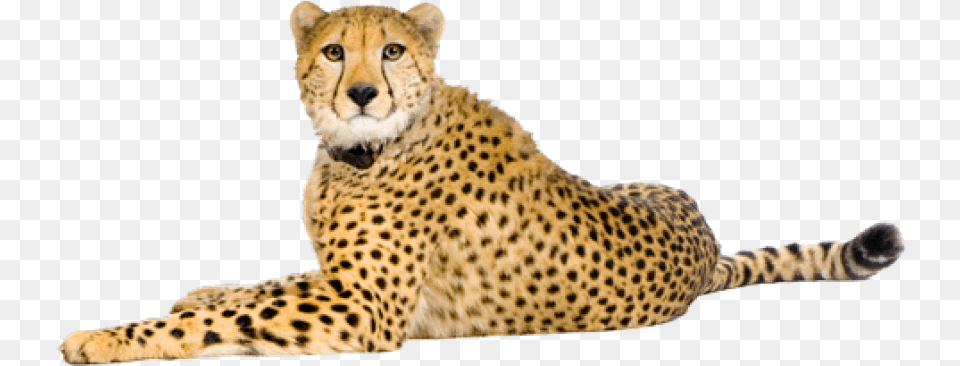 Cheetah Images Cheetah, Animal, Mammal, Wildlife Free Png Download