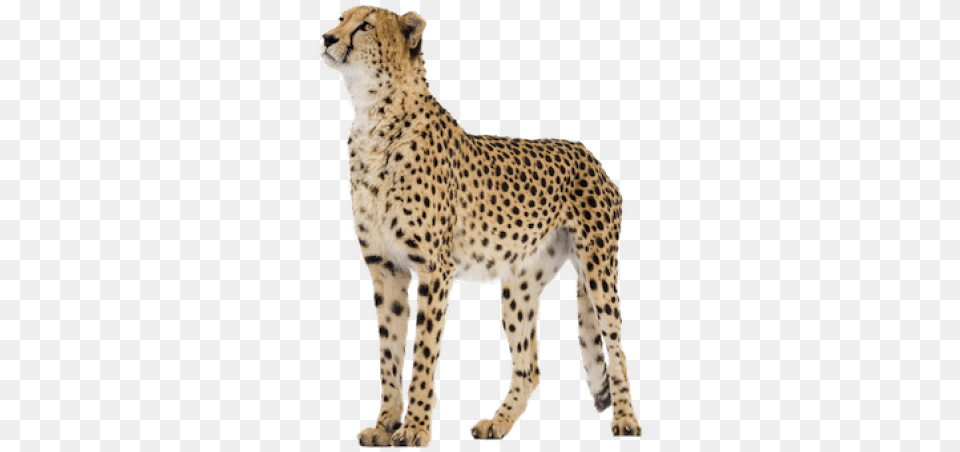 Cheetah Images Cheetah, Animal, Mammal, Wildlife Png Image