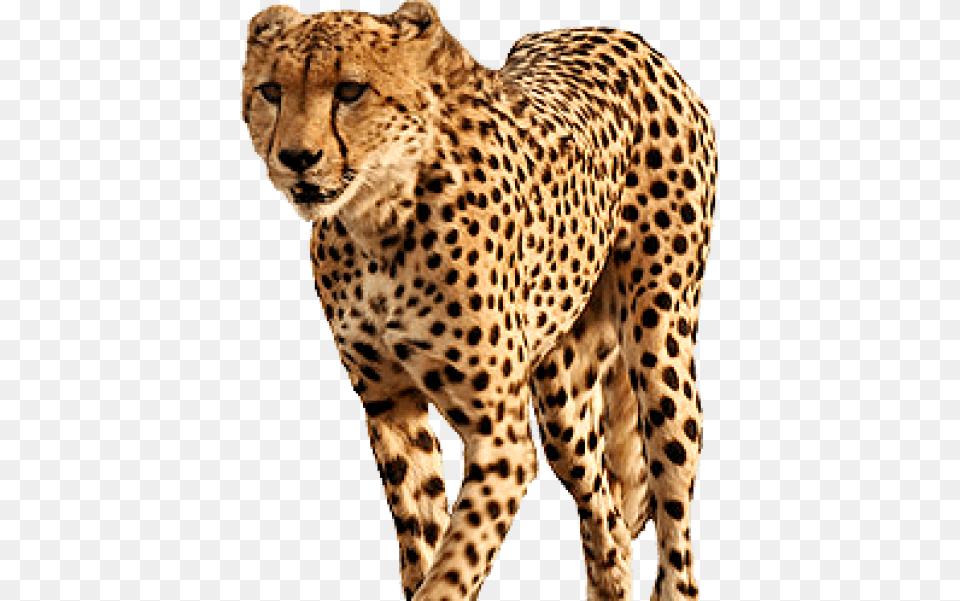Cheetah Images Cheetah, Animal, Mammal, Wildlife Png