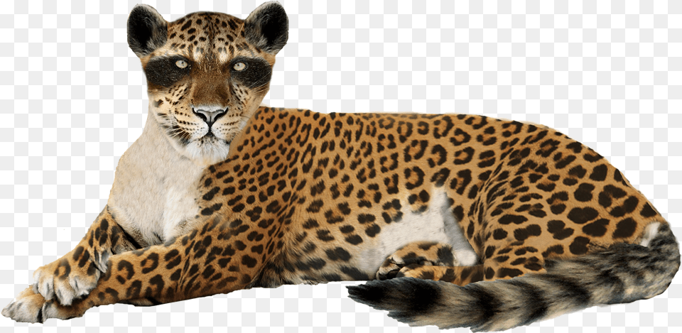 Cheetah Images Leopard, Animal, Mammal, Wildlife, Panther Free Png Download