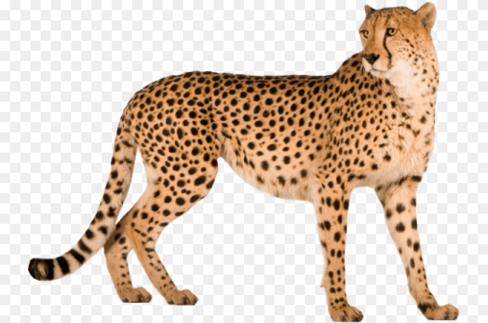 Cheetah Images Transparent Cheetah In White Background, Animal, Mammal, Wildlife Png