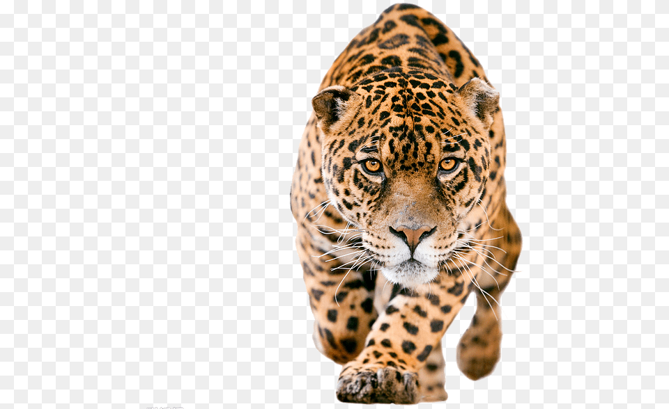 Cheetah Jaguar, Animal, Mammal, Panther, Wildlife Free Png Download