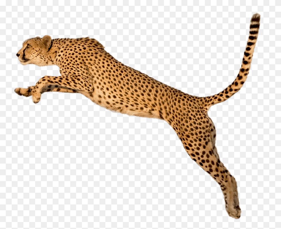 Cheetah Jump, Animal, Mammal, Wildlife Png Image