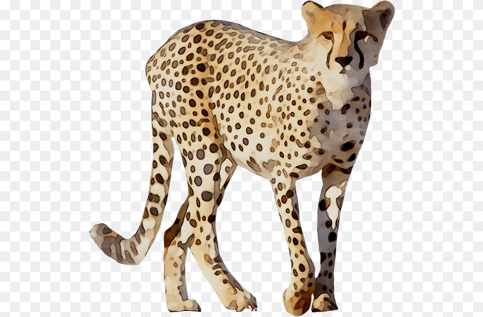 Cheetah Leopard Lion Animal Drawing Cheetah, Mammal, Wildlife, Panther Png