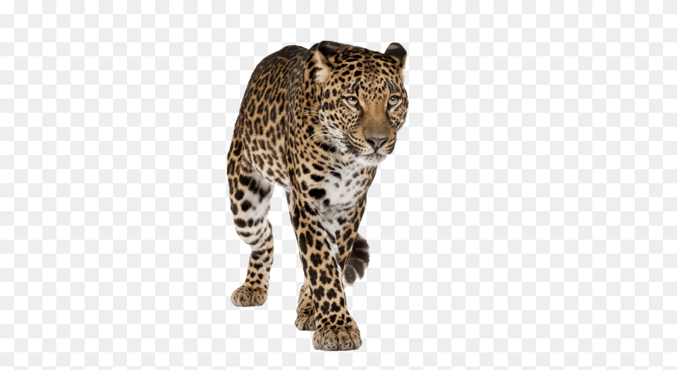 Cheetah Pictures, Animal, Mammal, Panther, Wildlife Png