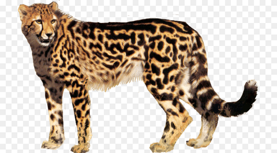 Cheetah Portable Network Graphics Clip Art Transparency, Animal, Mammal, Wildlife Free Png Download
