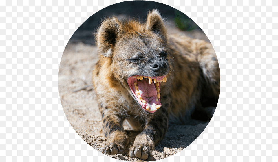 Cheetah Predators Download Hungry Hyena, Animal, Lion, Mammal, Wildlife Free Transparent Png