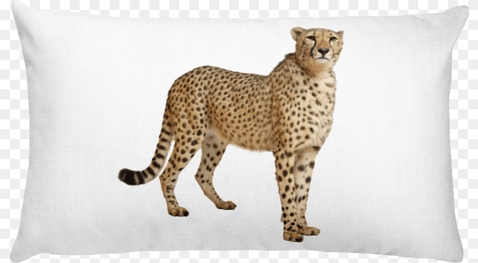 Cheetah Print Rectangular Pillow Cheetah Speed, Animal, Mammal, Wildlife Png Image