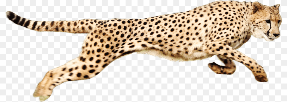 Cheetah Running, Animal, Mammal, Wildlife Free Png