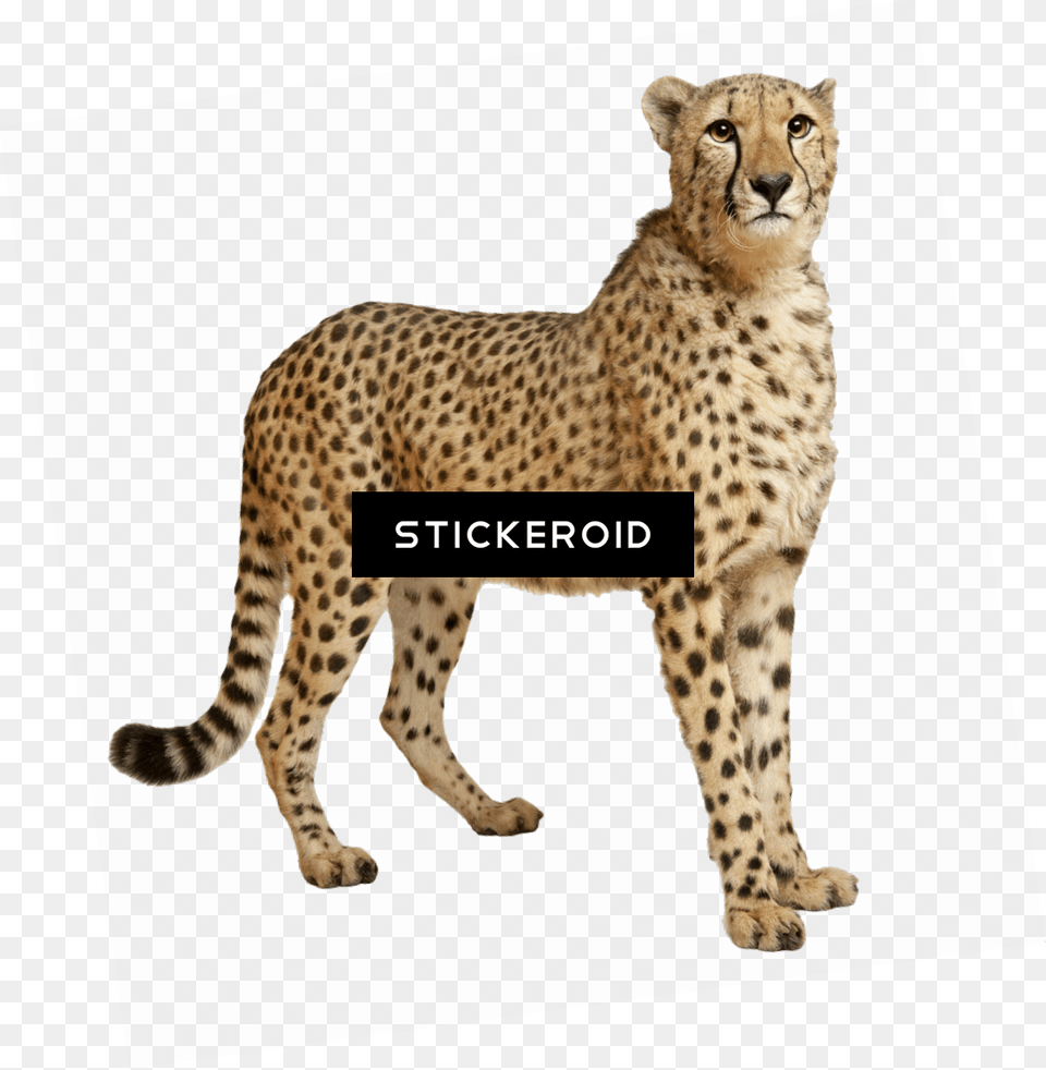 Cheetah Running, Animal, Mammal, Wildlife Png