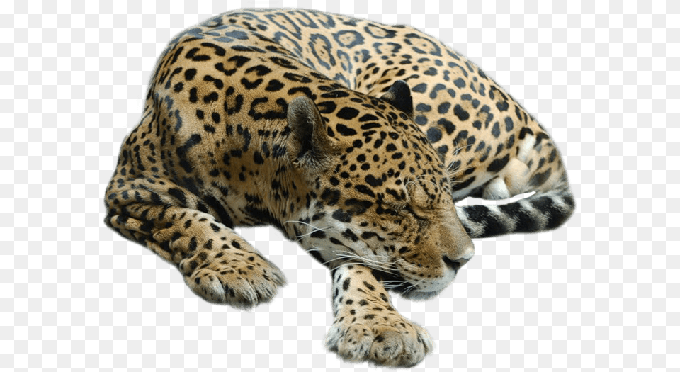 Cheetah Sleeping Sleeping Cheetah, Animal, Mammal, Panther, Wildlife Png Image