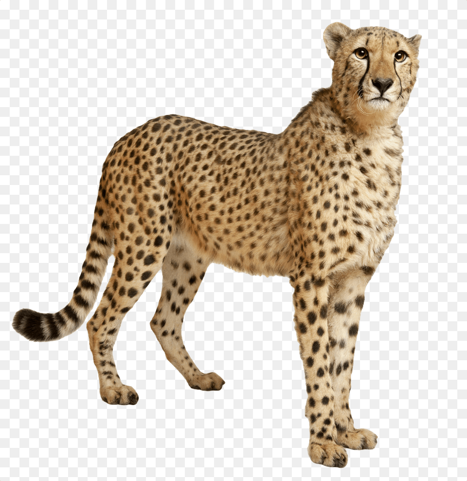 Cheetah Still Cheetah, Animal, Mammal, Wildlife Free Png Download