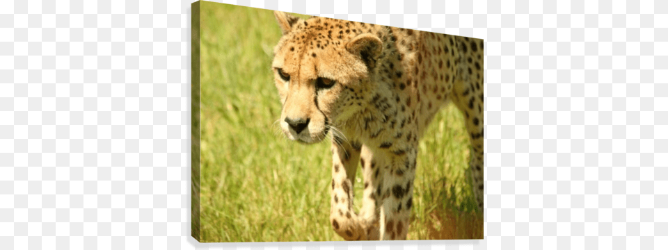 Cheetah The Fastest Land Animal Canvas Print Canvas Print, Mammal, Wildlife Free Png