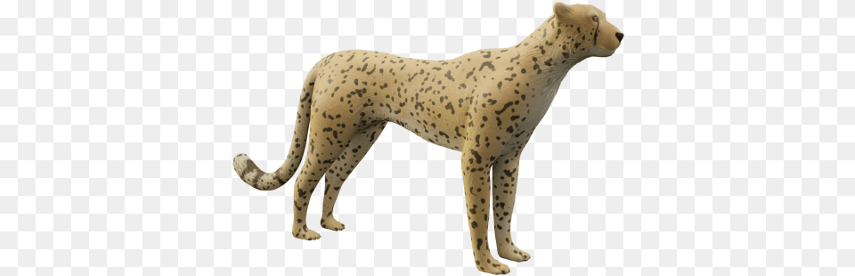 Cheetah Transparent, Animal, Mammal, Wildlife, Panther Png