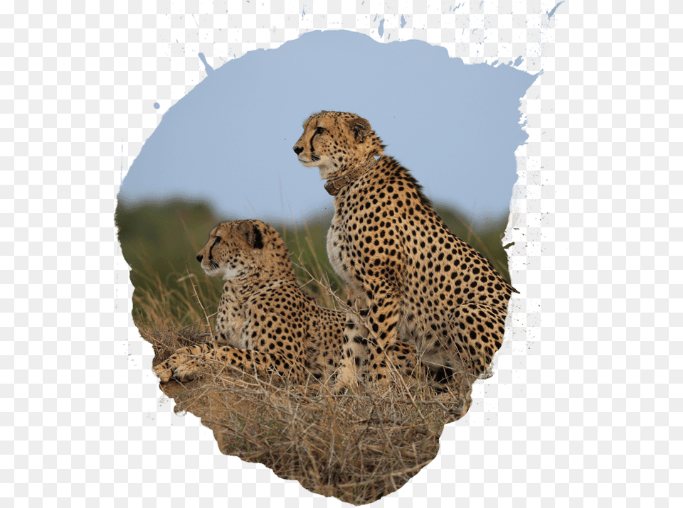 Cheetah Transparent Cartoon Animal Population Transparent, Mammal, Wildlife Png