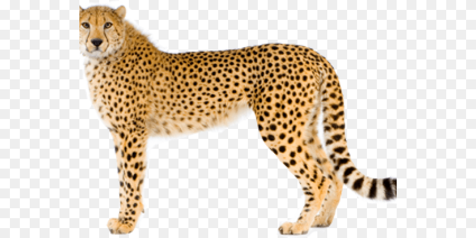 Cheetah Transparent Cheetah, Animal, Mammal, Wildlife Png