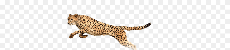 Cheetah Transparent Image And Clipart, Animal, Mammal, Wildlife Free Png Download