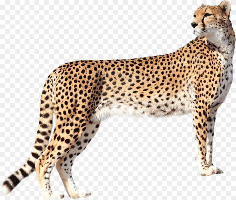 Cheetah Transparent Image Leopard, Animal, Mammal, Wildlife Free Png