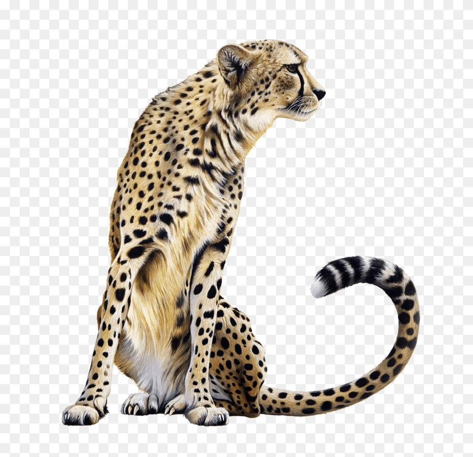 Cheetah Transparent Vector Clipart, Animal, Mammal, Wildlife, Panther Free Png Download