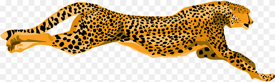 Cheetah Wildcat Fast Speed Spotted Color Wildlife Cheetahs Clipart, Animal, Mammal, Panther Png