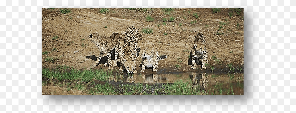 Cheetahs Drinking Water Mara Water, Animal, Cheetah, Mammal, Wildlife Png Image