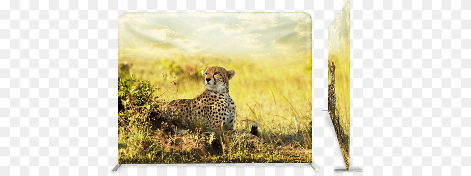 Cheetahs In The Savanna, Animal, Cheetah, Mammal, Wildlife Free Png Download